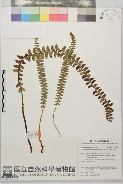 芽胞耳蕨、芽孢耳蕨藏品圖，第1張