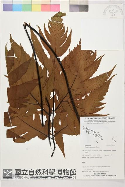 登錄號:P022581藏品圖，第1張