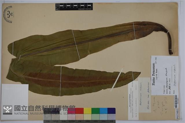 臺灣山蘇花藏品圖，第1張