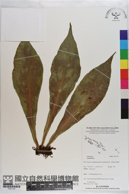 登錄號:P021125藏品圖，第1張