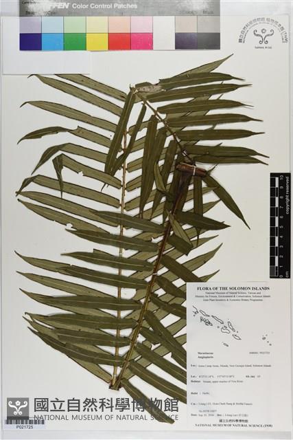 登錄號:P021725藏品圖，第1張