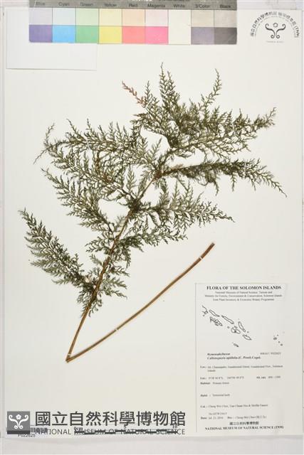 毛桿蕨藏品圖，第1張