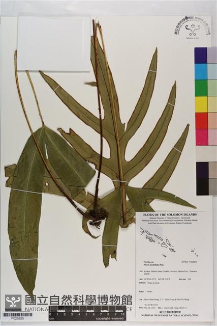 鳳尾蕨藏品圖，第1張