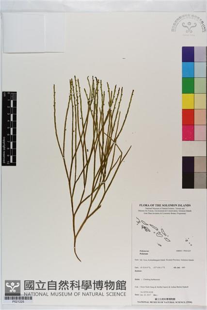 Accession Number:P021225 Collection Image