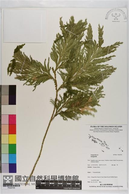 登錄號:P020705藏品圖，第1張