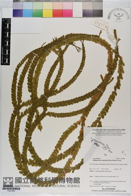 登錄號:P021005藏品圖，第1張