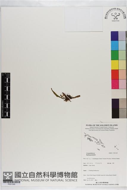 Accession Number:P021305 Collection Image