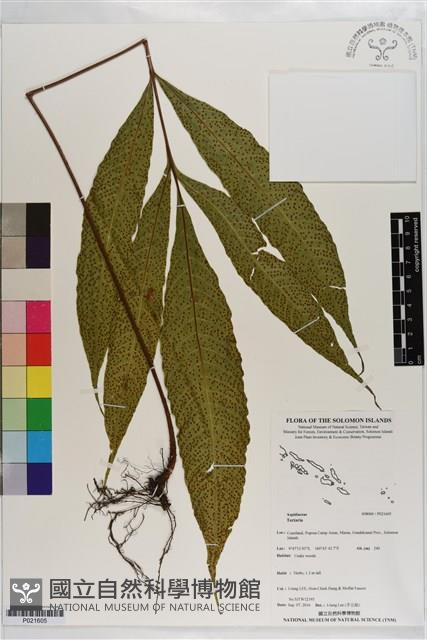 登錄號:P021605藏品圖，第1張