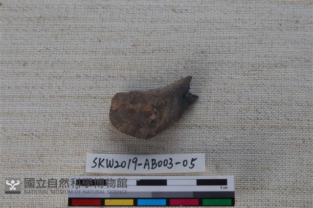 家犬藏品圖，第1張