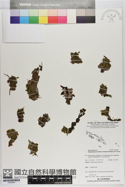 登錄號:P020805藏品圖，第1張