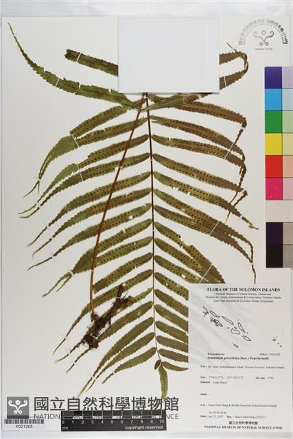 棱脈蕨藏品圖，第1張