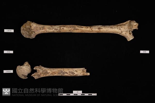 人骨藏品圖，第1張