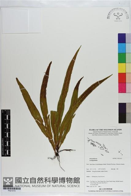 登錄號:P021015藏品圖，第1張