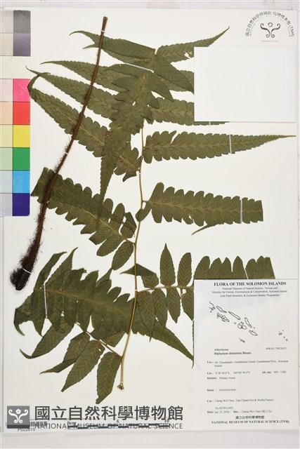 廣葉鋸齒雙蓋蕨藏品圖，第1張