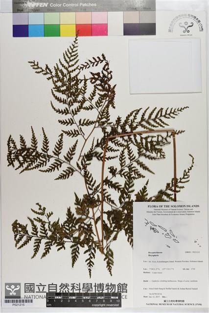 登錄號:P021215藏品圖，第1張