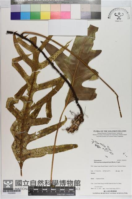 Accession Number:P020955 Collection Image