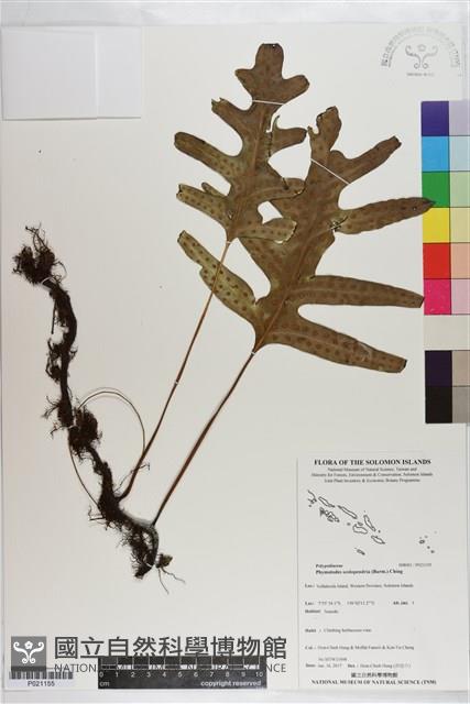 Accession Number:P021155 Collection Image