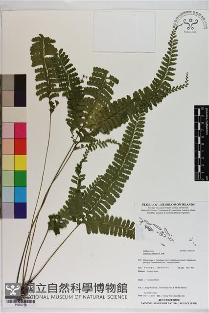 鈍齒鱗始蕨藏品圖，第1張