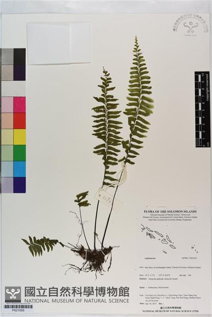 登錄號:P021055藏品圖，第1張