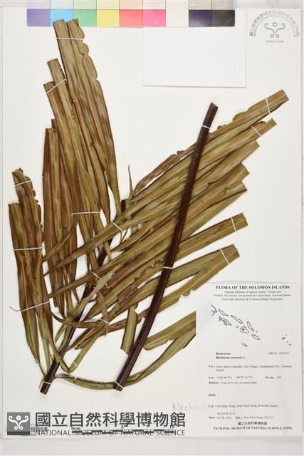 烏毛蕨藏品圖，第1張