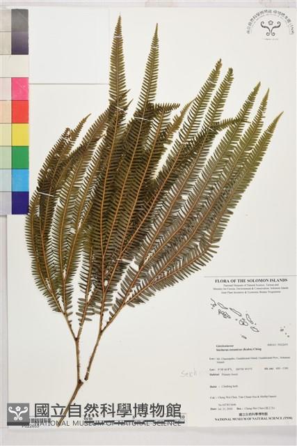 登錄號:P022655藏品圖，第1張