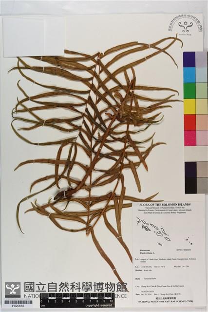 鱗蓋鳳尾蕨藏品圖，第1張