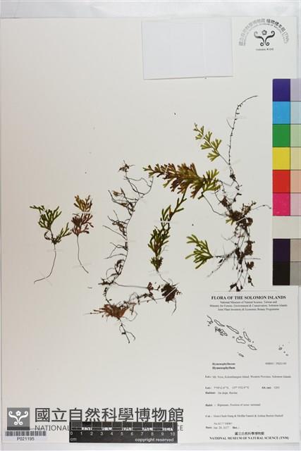 登錄號:P021195藏品圖，第1張