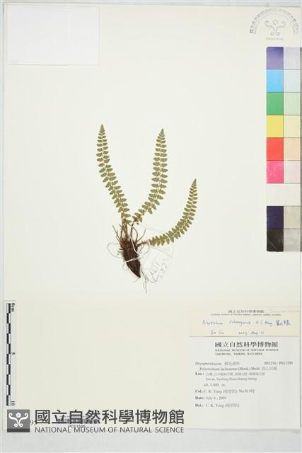麗江耳蕨藏品圖，第2張