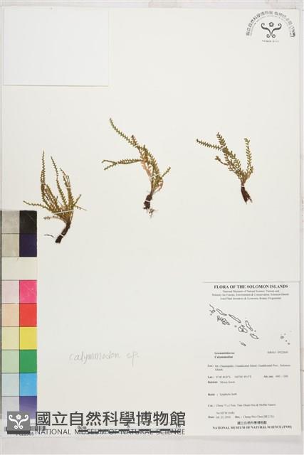 登錄號:P022695藏品圖，第1張