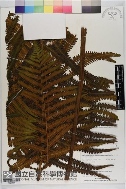 登錄號:P020695藏品圖，第1張