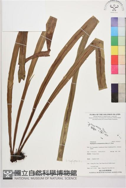 登錄號:P022635藏品圖，第1張