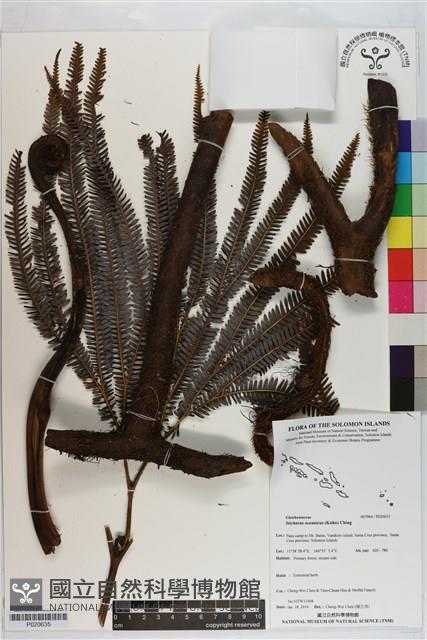 登錄號:P020635藏品圖，第1張