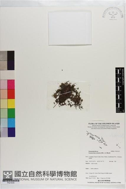 團扇蕨藏品圖，第1張