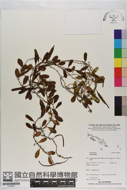 登錄號:P020835藏品圖，第1張