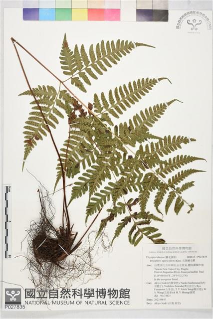 長葉鱗毛蕨藏品圖，第1張