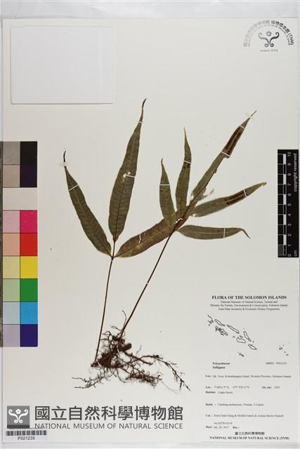 登錄號:P021235藏品圖，第1張