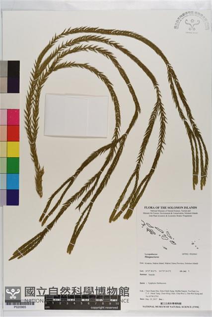 登錄號:P020965藏品圖，第1張