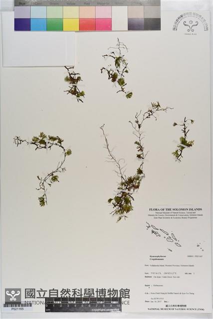 登錄號:P021165藏品圖，第1張