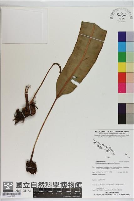 登錄號:P020765藏品圖，第1張