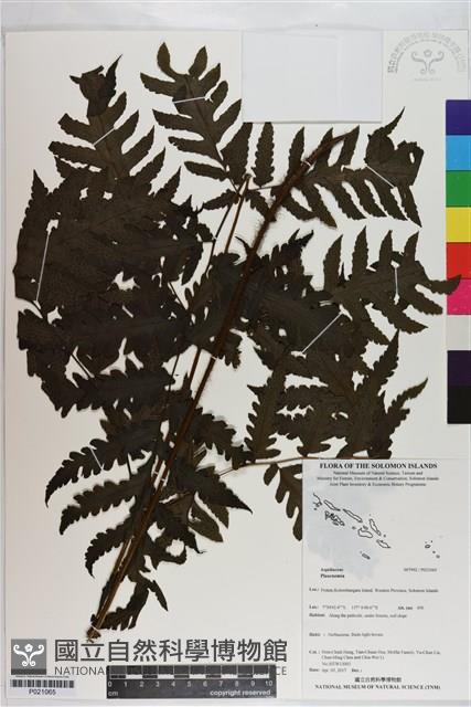 登錄號:P021065藏品圖，第1張