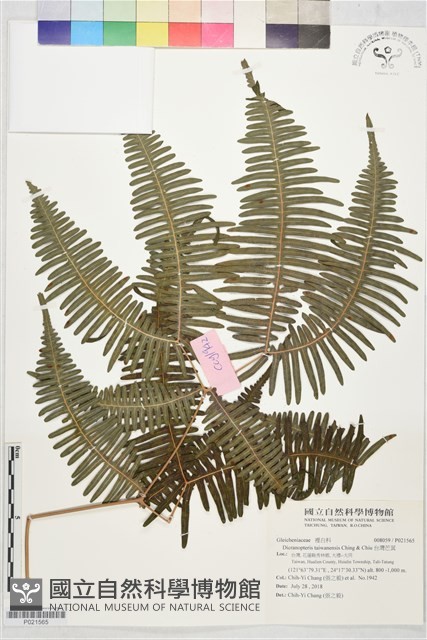 台灣芒萁藏品圖，第1張