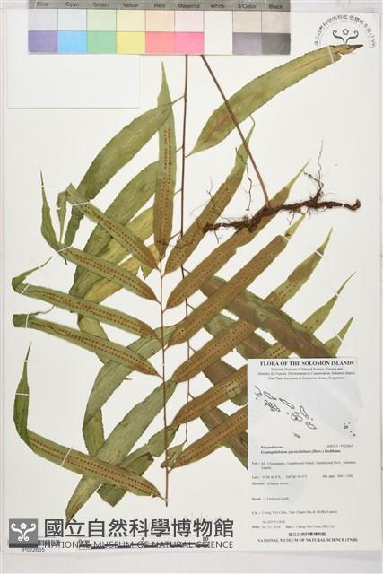 棱脈蕨藏品圖，第1張