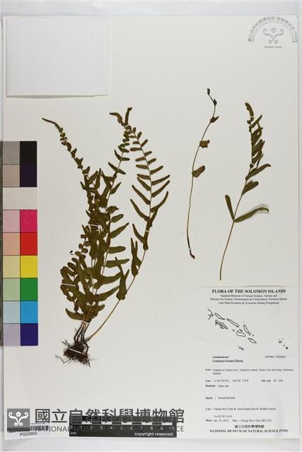 登錄號:P020665藏品圖，第1張