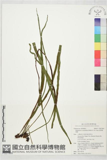 垂葉書帶蕨藏品圖，第1張