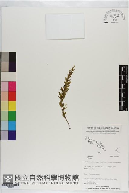 登錄號:P021265藏品圖，第1張