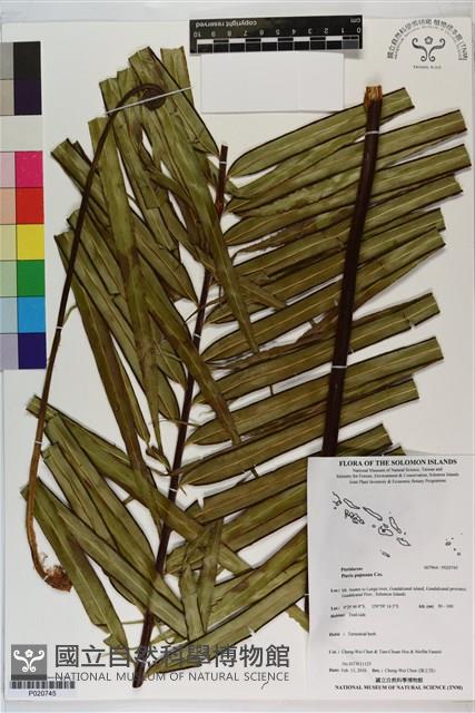 登錄號:P020745藏品圖，第1張