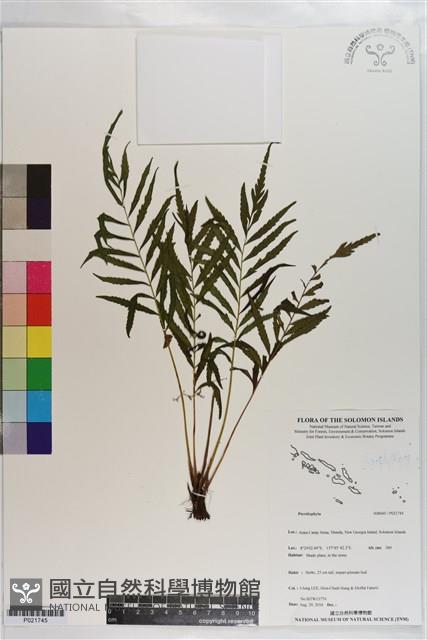 登錄號:P021745藏品圖，第1張