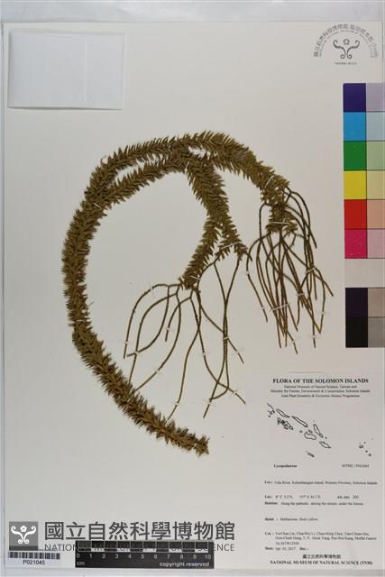 登錄號:P021045藏品圖，第1張