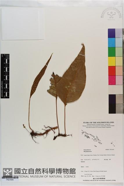 登錄號:P021645藏品圖，第1張
