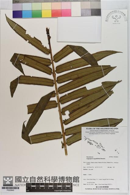 Vessel fern Collection Image